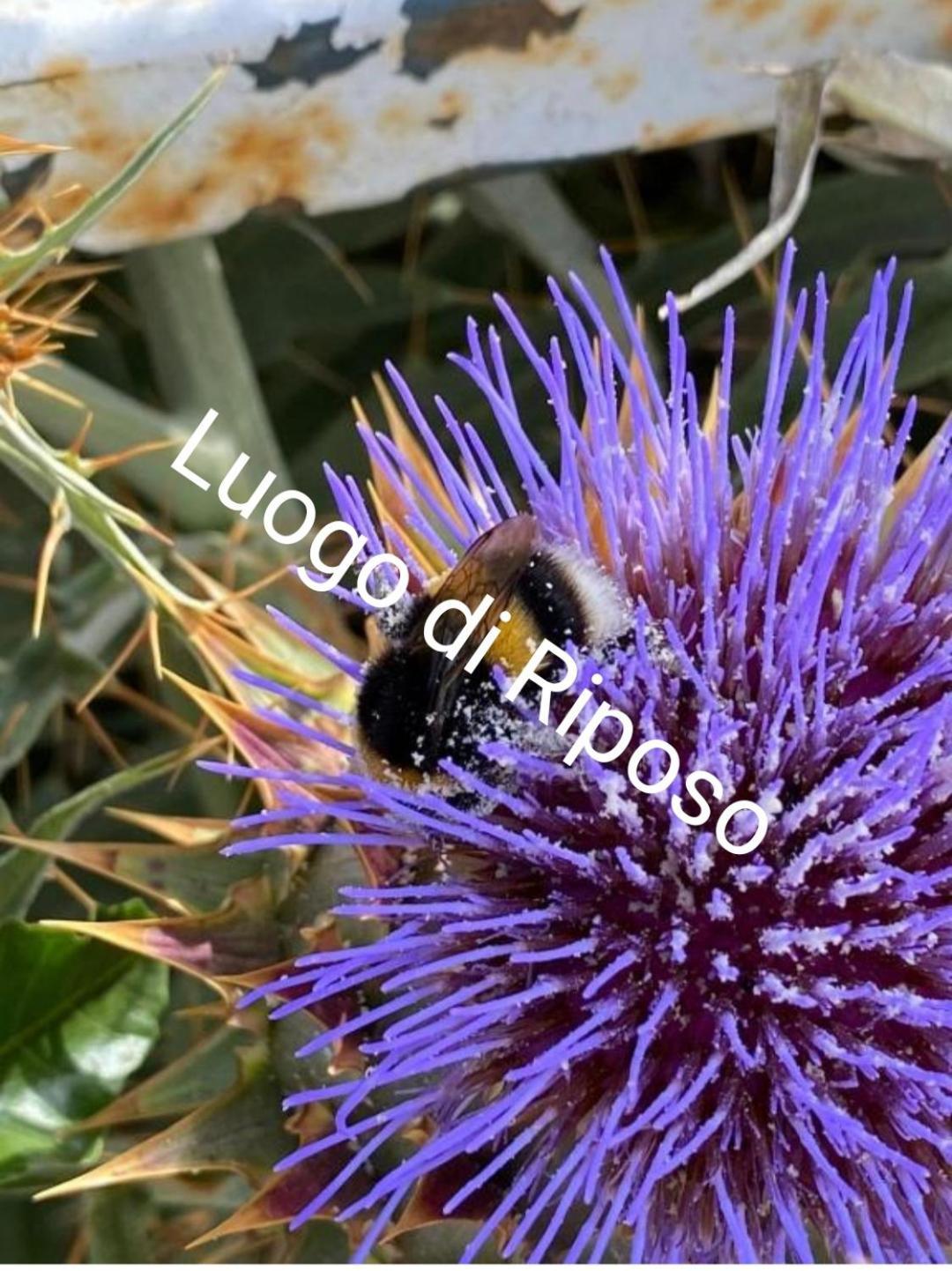 Apartamento Tiny House Luogo Di Riposo El Tabo